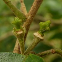 Murraya glenieii Thwaites ex Oliv.